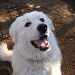 Great Pyrenees All Grown Up from The Yosemite Pyrenees Ranch