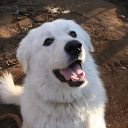 Great Pyrenees All Grown Up from The Yosemite Pyrenees Ranch