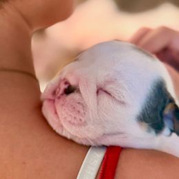 Bulldogs from Royal Fade Bulldogs