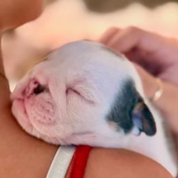 Bulldogs from Royal Fade Bulldogs