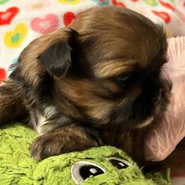 Lulu - Brindle and white female Shih Tzu puppy in Victorville, California from Precioustzus