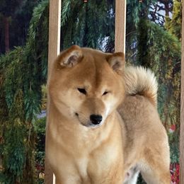 Nina - Shiba Inu