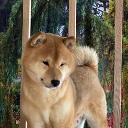 Nina - Shiba Inu