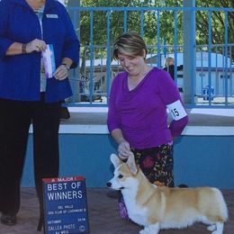 Great Dane and Pembroke Welsh Corgi Puppies from California Dreaming Great Danes & Corgis