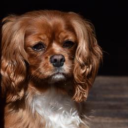 Cherry - Cavalier King Charles Spaniel