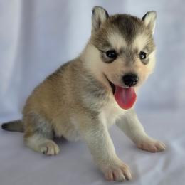 Rose - Gray and white female Siberian Husky puppy in Los Angeles, California from Limitless Huskies