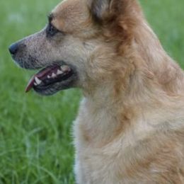 Australian Cattle Dogs from Lange's Relic K9's