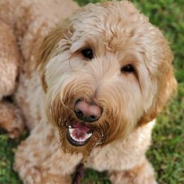 Australian Labradoodles from Live Aloha Labradoodles, LLC