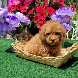 Daffodil - Red  female Goldendoodle puppy in Beecher, Illinois from Erica’s Doodles