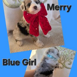 Merry, blue girl - Blue merle female Aussiedoodle puppy in Lexington, Oklahoma from Long Doggy Acres Miniature Dachshunds
