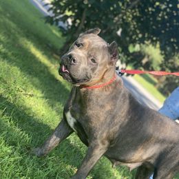 Roxie - Cane Corso