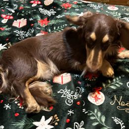 Apollo - Dachshund