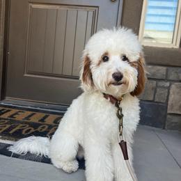 Griffey - Goldendoodle