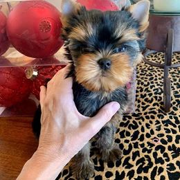 Yorkshire Terrier Puppies from Panache Yorkies