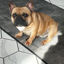 Titan - French Bulldog