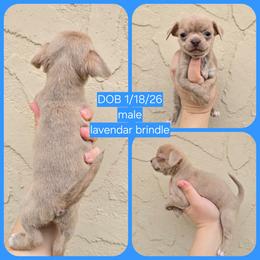 Lav brindle - Chocolate blue male Chihuahua puppy in Vineland, New Jersey from Royal Companion's