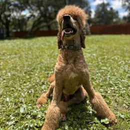 Arson - Poodle