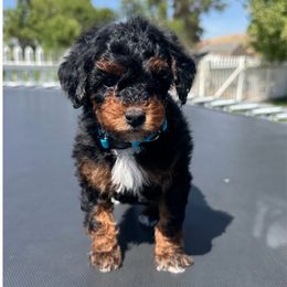 Light blue collar - Phantom female Poodle puppy in Henefer, Utah from Mountain Valley Poodles