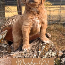 Macadamia nut - Apricot female Goldendoodle puppy in Burleson, Texas from Kendall’s Kennel
