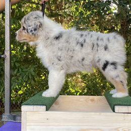 Australian Shepherd Puppies from Luna Lane Aussies