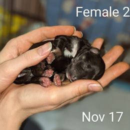 Miniature Schnauzer Puppies from Pawesome Pups