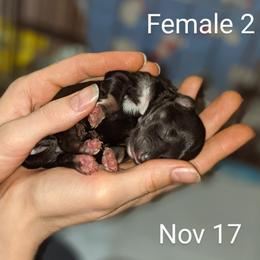 Miniature Schnauzer Puppies from Pawesome Pups