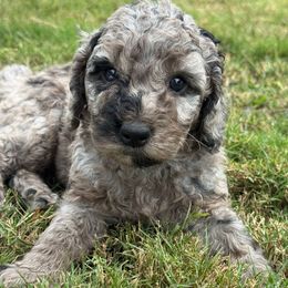 Bea - female Australian Mountain Doodle puppy in Sherrills Ford, North Carolina from Magnolia Grove Farms