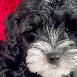 Boy 1 - Black male Australian Labradoodle puppy in Kentucky from Bluegrass Country Labradoodles