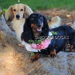 Dachshund All Grown Up from Simpson Dachshunds