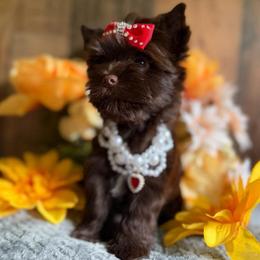 Coco Chanel - Chocolate and tan female Yorkshire Terrier puppy in Howe, Oklahoma from Ray Holder