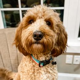 Gabby - Goldendoodle