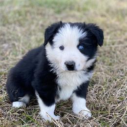 Border Collies from Herd That Farms
