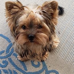 Yorkshire Terrier Puppies from Island lake Yorkies