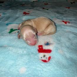 Casper - Cream male Dachshund puppy in Merced, California from JBDKennel