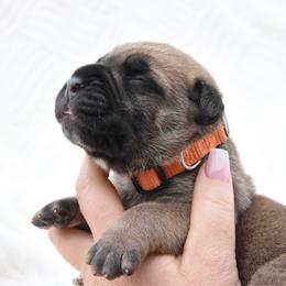 Ledger - Fawn male Bullmastiff puppy in Chickasha, Oklahoma from Rustic Lace