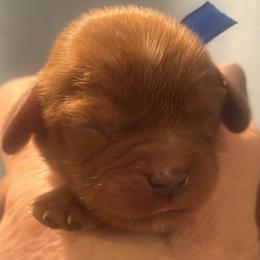 River Stone - Ruby male Cavalier King Charles Spaniel puppy in Ridgeville, South Carolina from Misty Meadow Cavaliers