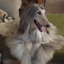 Afghan Hounds from Qadim Afghan Hounds