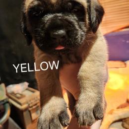 Yellow - Fawn female Mastiff puppy in Skoksonak, Arizona from Buck Lane Mastiffs