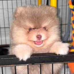 Lavender - Lavender male Pomeranian puppy in Fayetteville, North Carolina from Tar-heel Poms