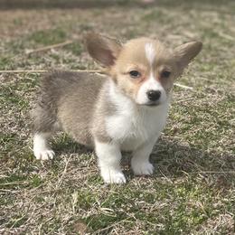 Sugar - Pembroke Welsh Corgi puppy in Oklahoma from Southern Cottage Pups