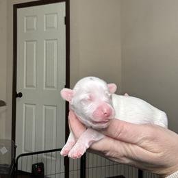 Oliver - Tan and white male Yorkshire Terrier puppy in Cleveland, Tennessee from Simply Southern Yorkies