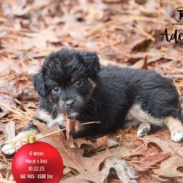 Adele- BTF- Minimal white - Black tri female Toy Australian Shepherd puppy in Nacogdoches, Texas from TK Standard, Mini, & Toy Aussies