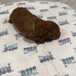 Poodle Puppies from Oodles of poodles LLC.
