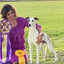 Walker - Whippet