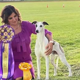 Walker - Whippet