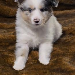 Kalia - Sable merle and white female Shetland Sheepdog puppy in Marshall, North Carolina from Small World Shelties
