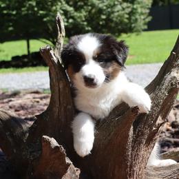Black Tri Male - Black tri male Miniature American Shepherd puppy in Dover, Pennsylvania from Dodge City Mini's Pa