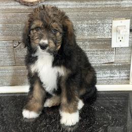 Gracie - Tri-color female Bernedoodle puppy in Phelan, California from PuppyPaws4U