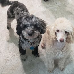 Poodle Puppies from Dogtown Doodles