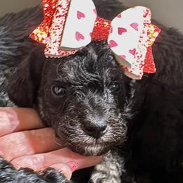 Red - Phantom female Poodle puppy in Simms, Texas from Donna’s Aussies & Pink Heart Poodles
